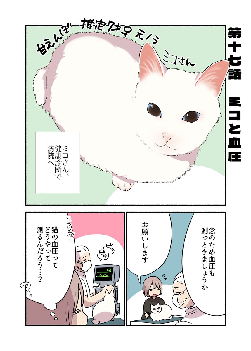 猫の血圧測ったらとんでもないことが判明した話 再掲(1/2) #愛されたがりの白猫ミコさん #漫画が読めるハッシュタグ