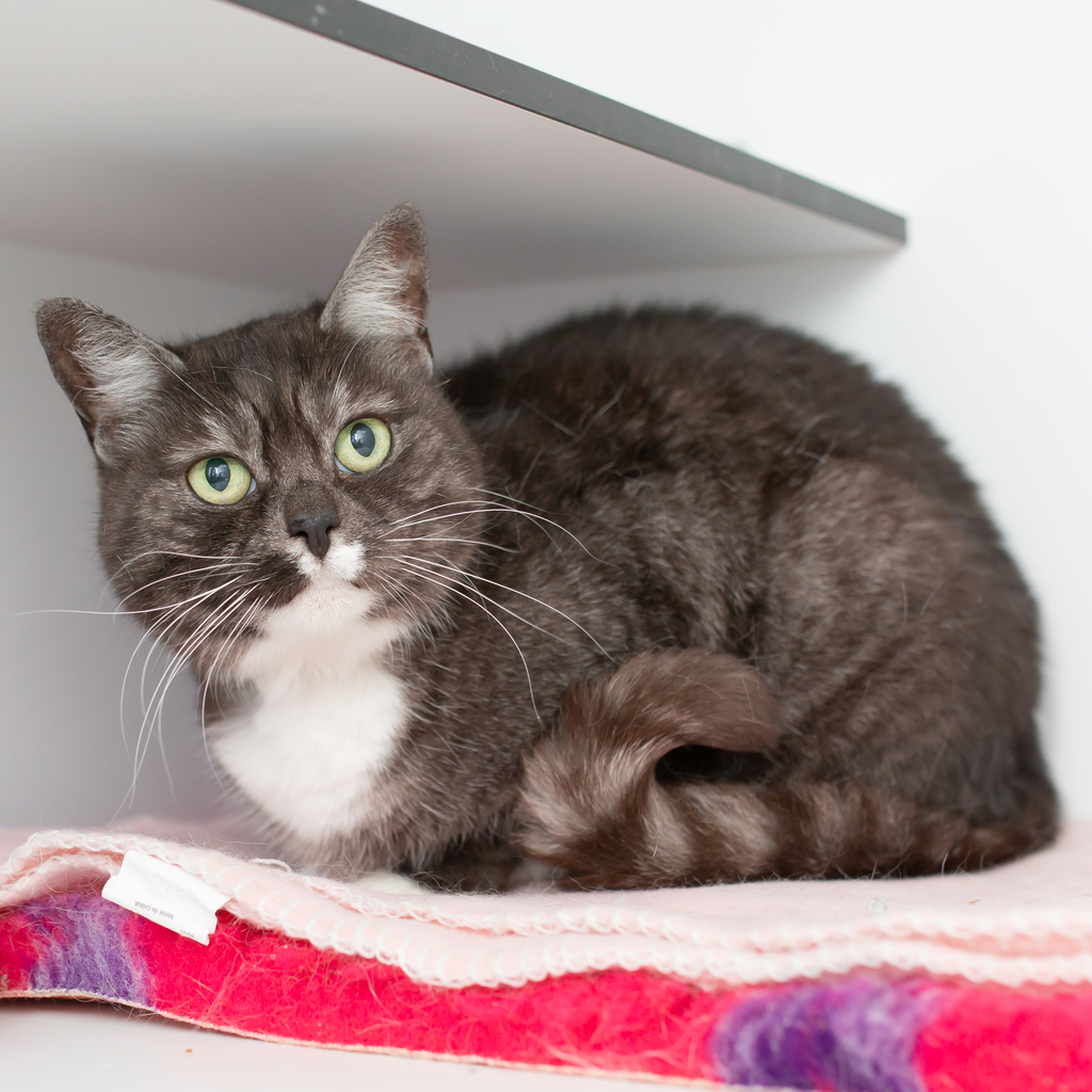 AWLQ's tweet photo. Tilly is a devine diva. She exudes casual confidence that will make her the purrfect addition to any home. 🏡 

For more on Tilly please visit 👉 https://t.co/gAQjq7n1NT

#AnimalShelter #ChooseToAdopt #ShelterCat https://t.co/DayB2GB21i