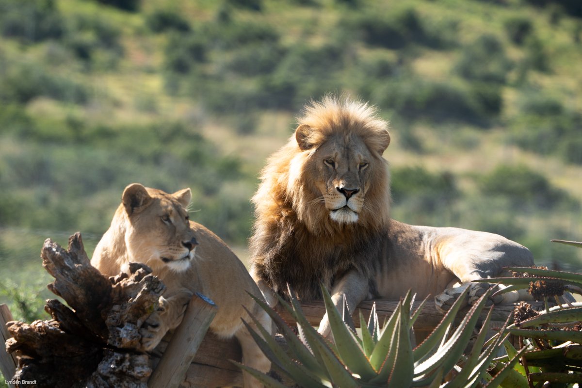 Companions Thea and King love resting together at our sanctuary at @ShamwariReserve. These two youngsters, rescued from the illegal wildlife trade, have a strong bond and enjoy playing together 🧡 Meet all the big cats at our Shamwari sanctuary 👇 bornfree.org.uk/shamwari-big-c…