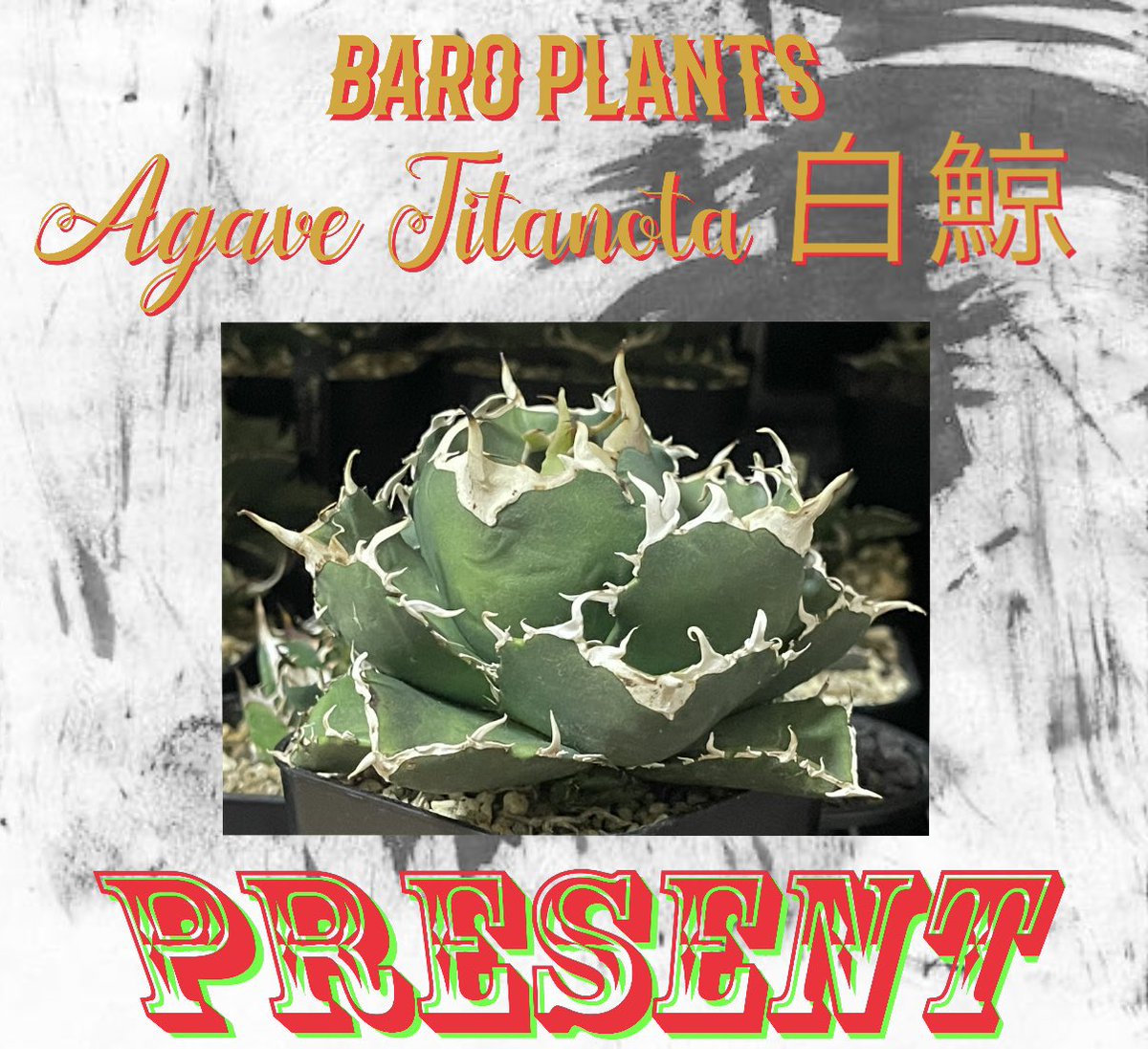 baro_plants's tweet photo. 🎁白鯨子株プレゼント企画🎁

子株を取りましたのでプレゼントさせて頂きます✨

応募資格ですが
今回は白鯨を育てていない方限定とさせて頂きます
tweetを【RT＋フォロー】で応募完了

期限は11/5日まで🙇‍♂️

⚠︎当選者にはプレゼント株の画像2枚目を着払いで発送します！宜しくお願い致します https://t.co/fmQXPE53Fg