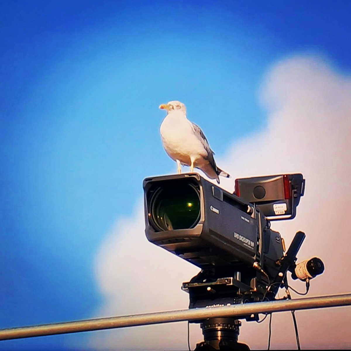 aleredfer's tweet photo. A vista de pájaro #football #futbol #cadiz #sevilla #cadizcf #sevillafc @LaLiga #laliga #igersmediapro #gaviota #seagulf #camara #camera #tv #picoftheday https://t.co/n322Tsp7nv