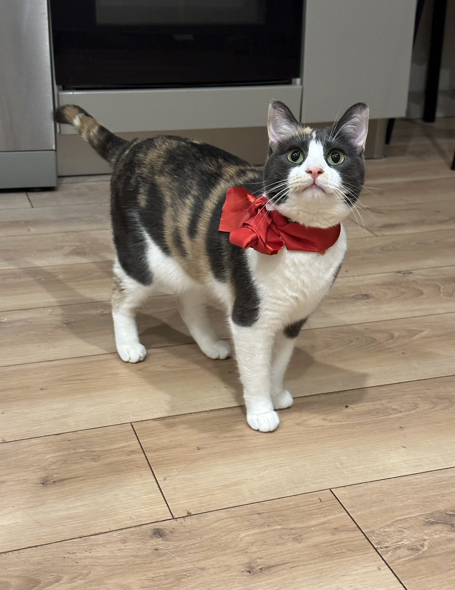 Parla van Calico 🌸 tweet media