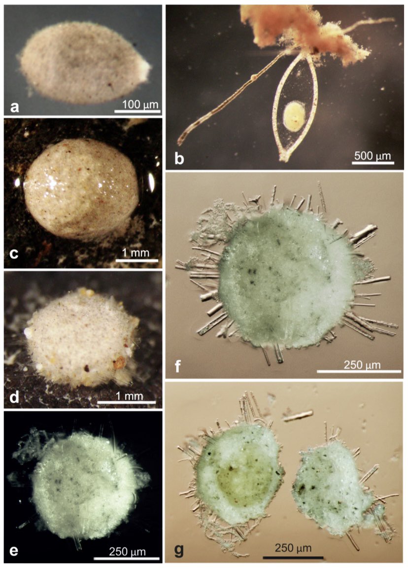 IVoltski's tweet photo. Survey of meiofauna-sized foraminifera from the Clarion-Clipperton Zone • https://t.co/2mmHD4VHZ0
~~~
#monothalamids #ABYSSLINE #ccz #DeepSea #foraminifera #StopDeepSeaMining #biodiversity #HighSeas #meiofauna #taxonomy https://t.co/tR4mV9nd6j
