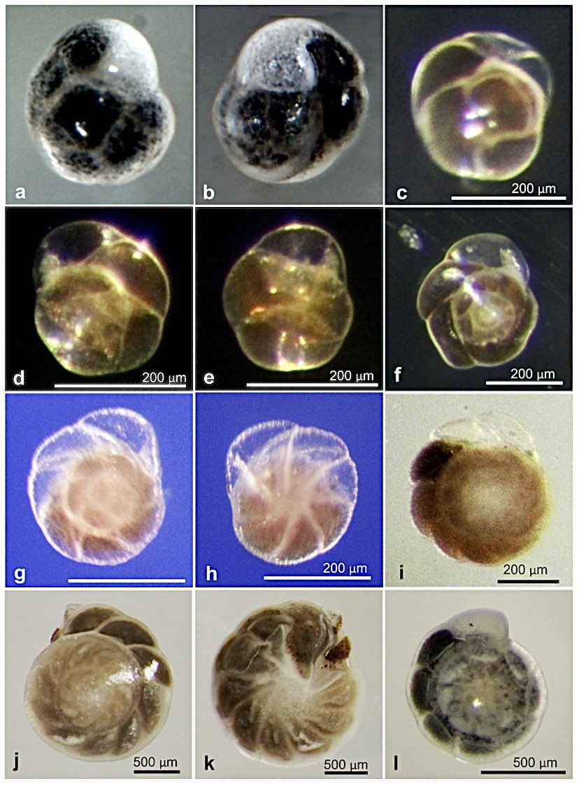 IVoltski's tweet photo. Survey of meiofauna-sized foraminifera from the Clarion-Clipperton Zone • https://t.co/2mmHD4VHZ0
~~~
#monothalamids #ABYSSLINE #ccz #DeepSea #foraminifera #StopDeepSeaMining #biodiversity #HighSeas #meiofauna #taxonomy https://t.co/tR4mV9nd6j