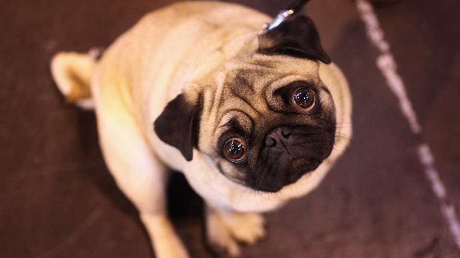community_pug's tweet photo. Pug Life: Living the Dream with My Pup https://t.co/74E7Gold7W