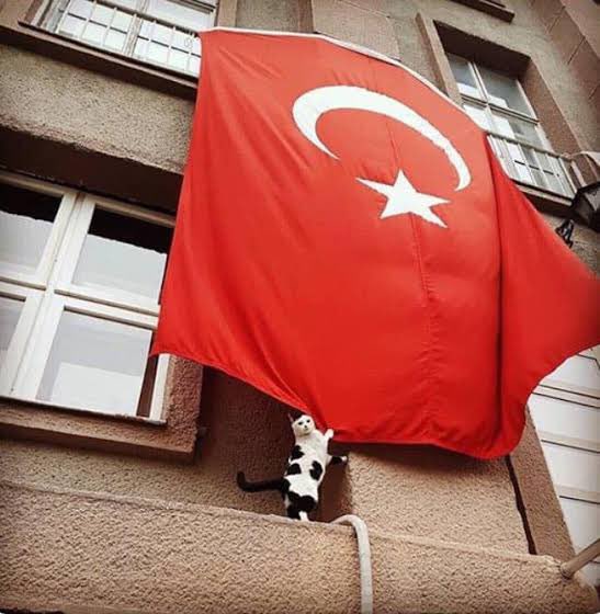 ssanemt's tweet photo. Happy 100th anniversary of modern Turkish Republic🇹🇷 #Cumhuriyet100Yaşında https://t.co/O15nxHQCYD