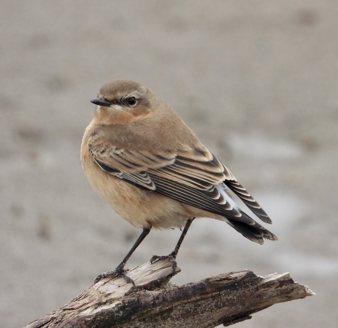 Rough-legged buzzard and Northern Wheatear yesterday at Spurn @spurnbirdobs #kilnsea