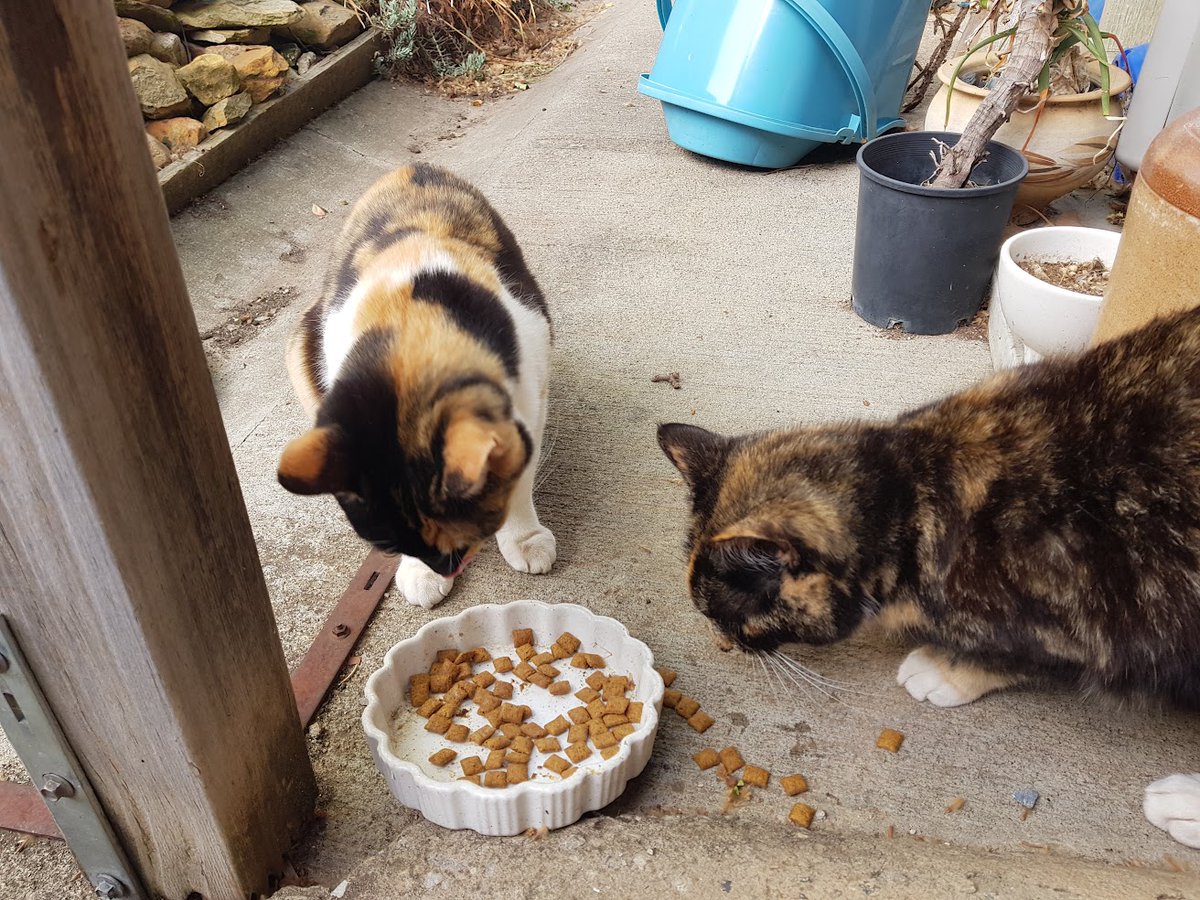 I have a cat
a new cat
apparently
a beauty
not sure
where she
came from
over the fence somewhere
there might be two
I've been adopted
they wait
by the back door
hungry
talkative
they stalk me
in the garden
ready to pounce
Yes
I've been adopted

#vss365  #beauty