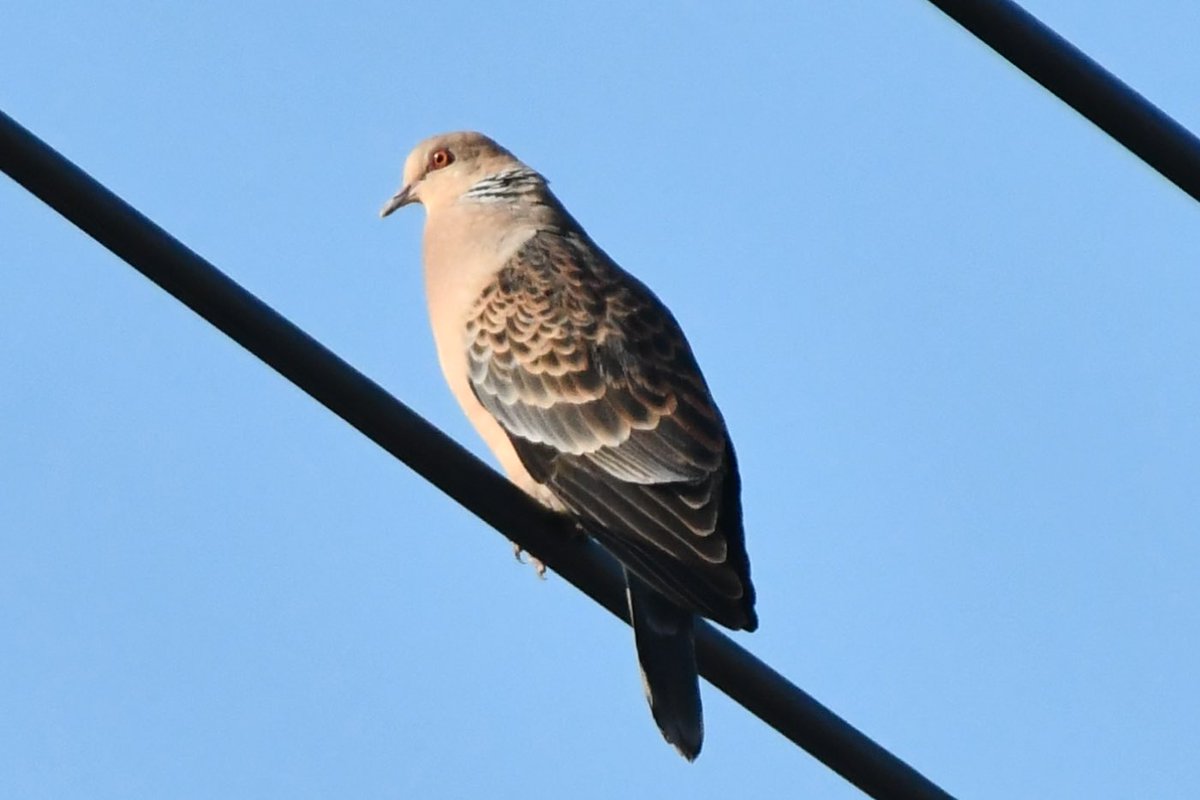 camerabegin's tweet photo. ノドがふくらむキジバトさん
#キジバト #野鳥 #野鳥観察 #birds #orietal #turtle #dove https://t.co/JT1HS3O9Pc