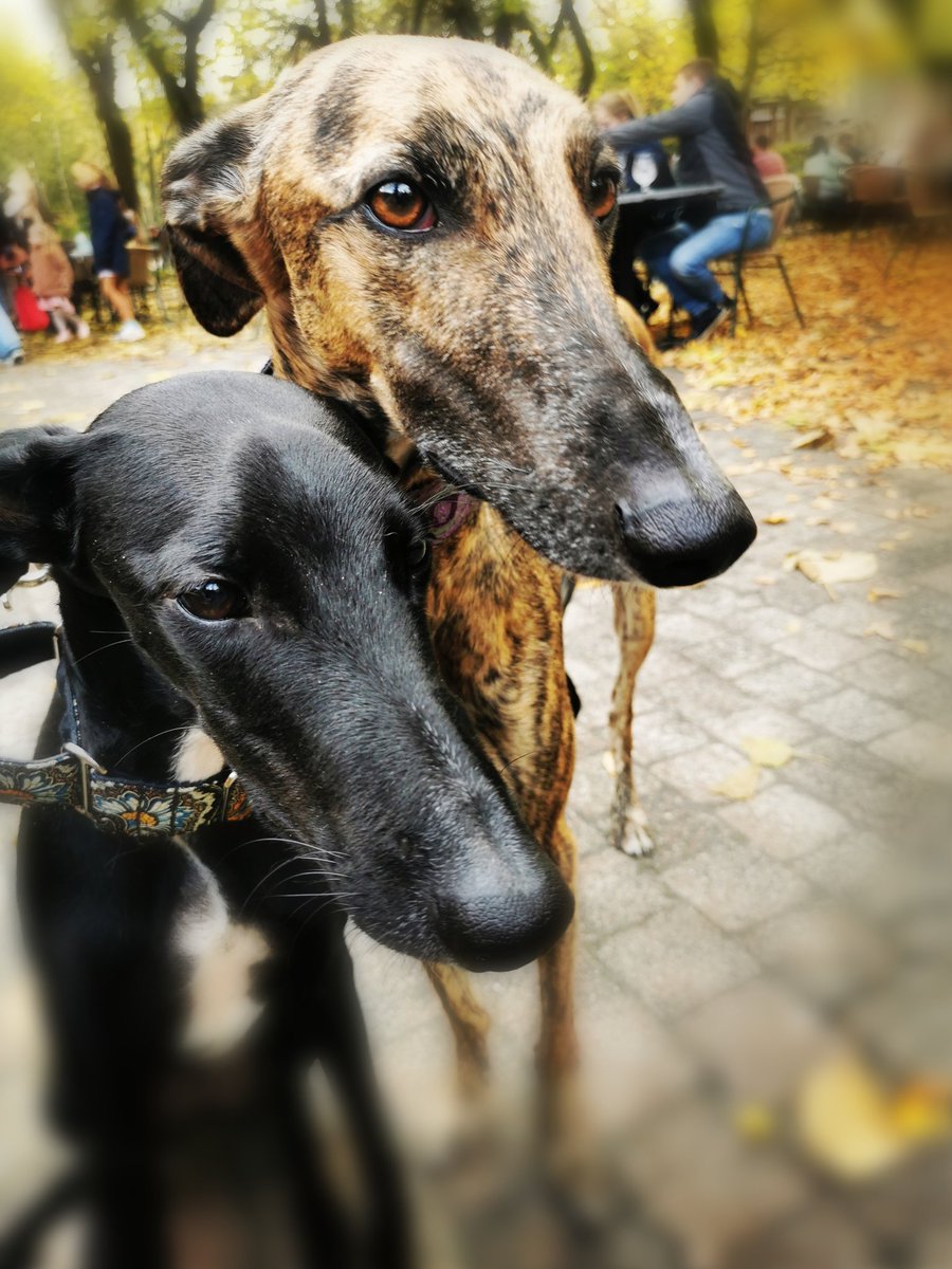 WCeulaerde's tweet image. #love #mijn#galgo #galgoespañol #lief#betrouwbaar#hartediefjes#🐾#🦮 @DogsBehindBars