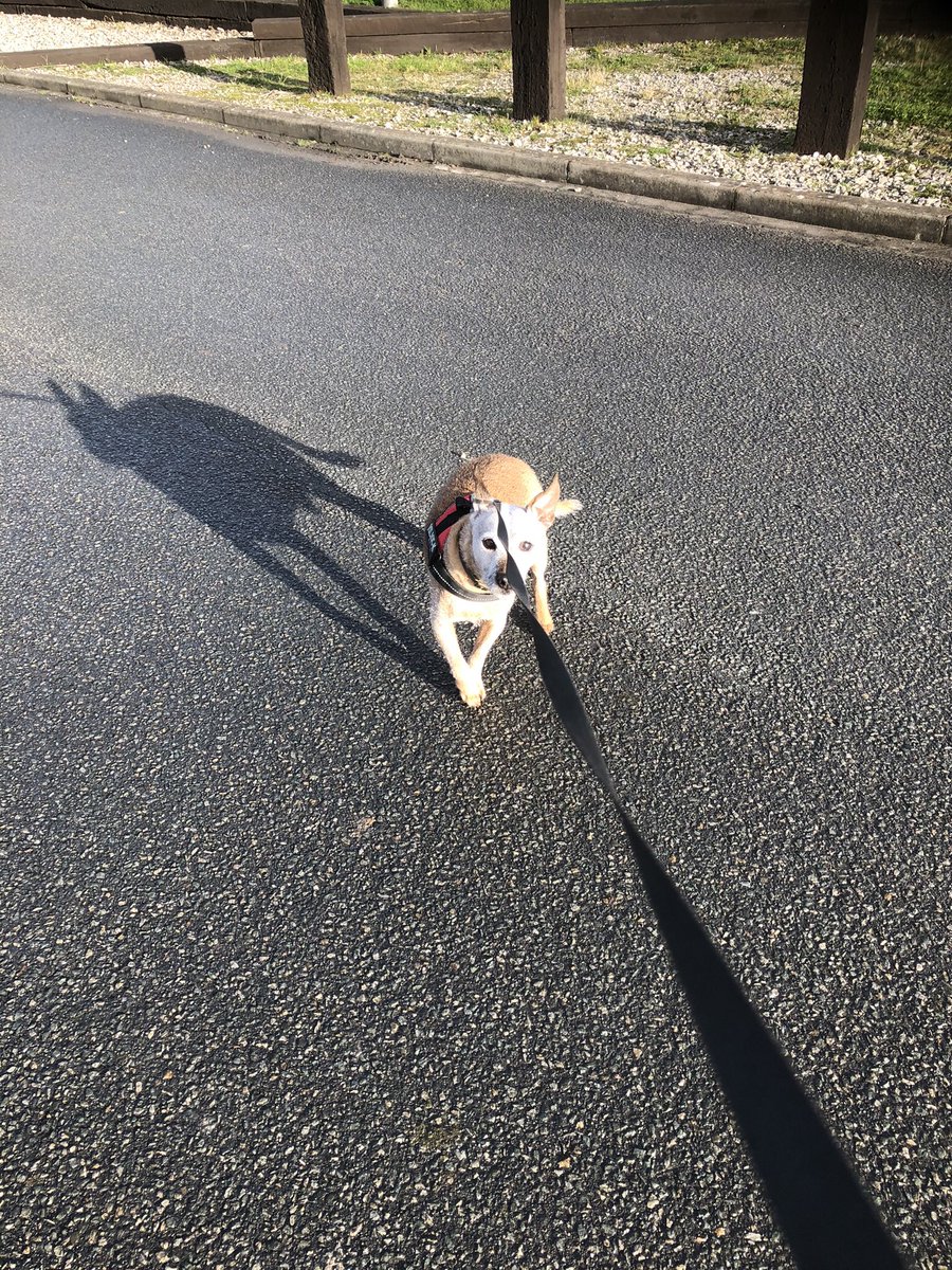 In our very happy place #northwales #llanddulus