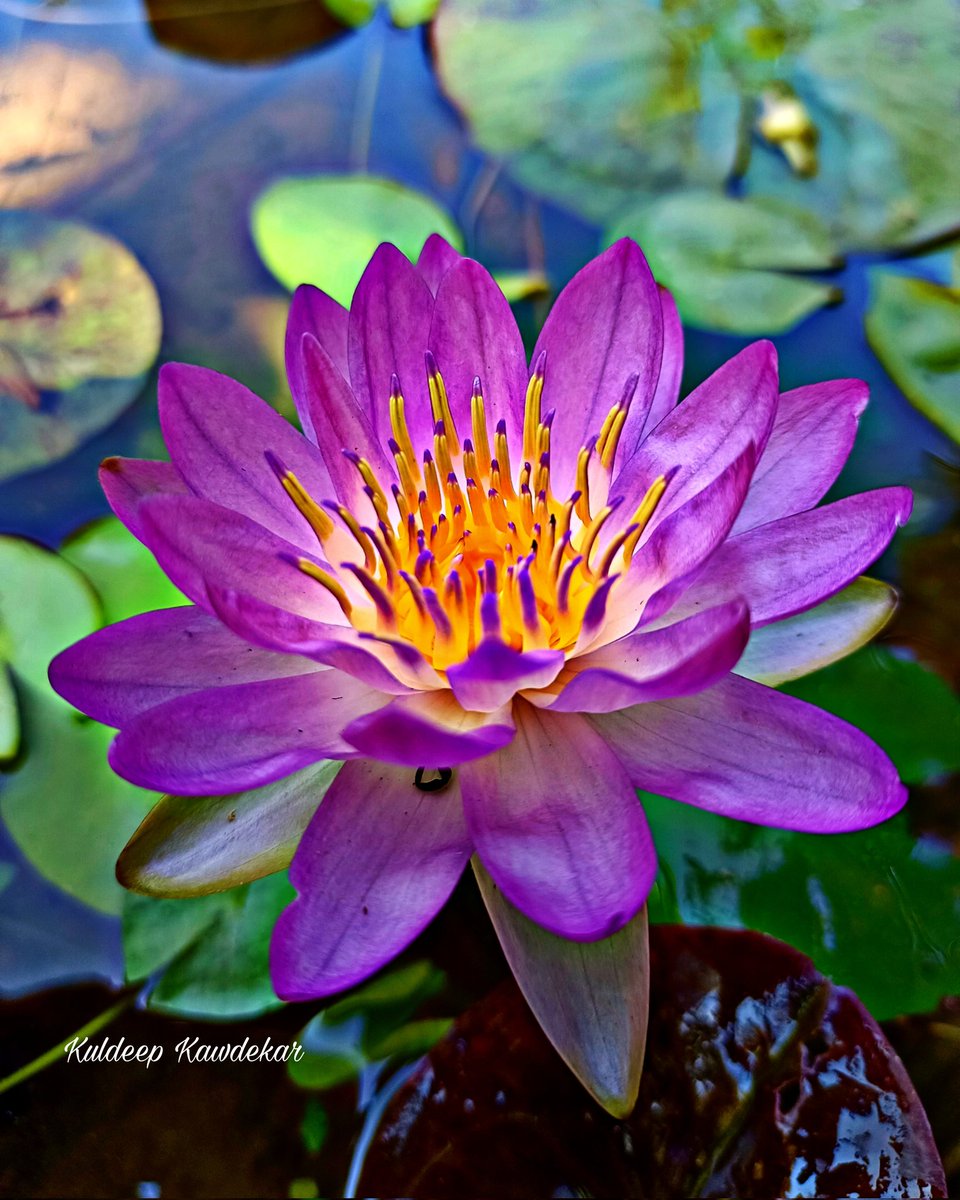 Pink Purple ISG2

#kuldeep_kawdekar #pondlilly #lillypads #lillyflower #pondplants #pondflowers #flowers #waterflowers #waterplants #nannysgardenworld #mygarden #flowerlovers