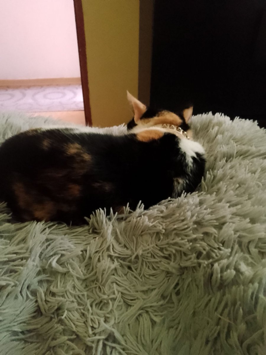 sylwiaf2's tweet image. #Foch