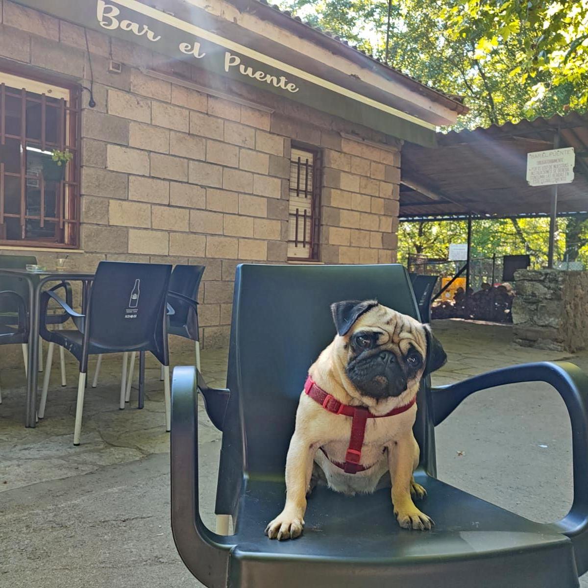 ElPuentedeVega's tweet photo. ๐ถ Se admiten perros
Recuerda que tus mascotas son bien recibidasย yย nos encanta que vengas acompaรฑadoย ๐
Los amigos de mis amigos son mis amigosย โค๏ธ๐.
#BuenDia #FelizDomingo #TenemosUnTesoro #Vegacorredor #SeAdmitenPerros #Mascotas
#DogsFriendlyย #DogLover #Frenchielove https://t.co/2cMR5ZAwum