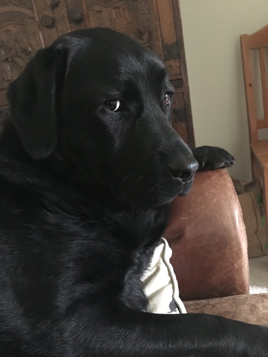 JohnDonoghue64's tweet photo. Trying to explain to Monty that he’s getting his breakfast late because the clocks have gone back, but he thinks I’m making it all up… https://t.co/Z0XRHTEBXs