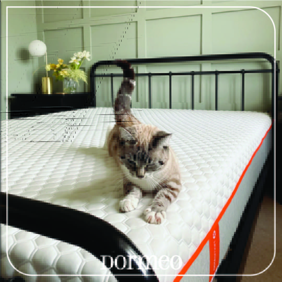 Let's celebrate our purr-fect friends today because it's National Cat Day!🐱🐈#DormeoUK