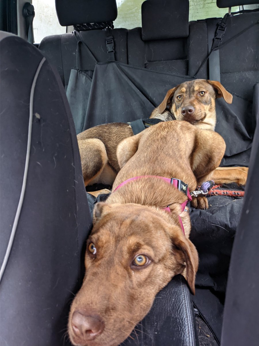ranimal_ohana's tweet photo. NUEVOS MIEMBROS EN LA FAMILIA 🥰🥰

Estos dos amores de 6 meses son por orden Skadi (hembra) y Zaki (macho). Nos pidieron ayuda para ellos desde Ourense y aquí los están, esperando por su nueva vida y oportunidad. Son muy buenos, sumisos con otros perros, comparten comida y https://t.co/ghQ1SuD6Zv