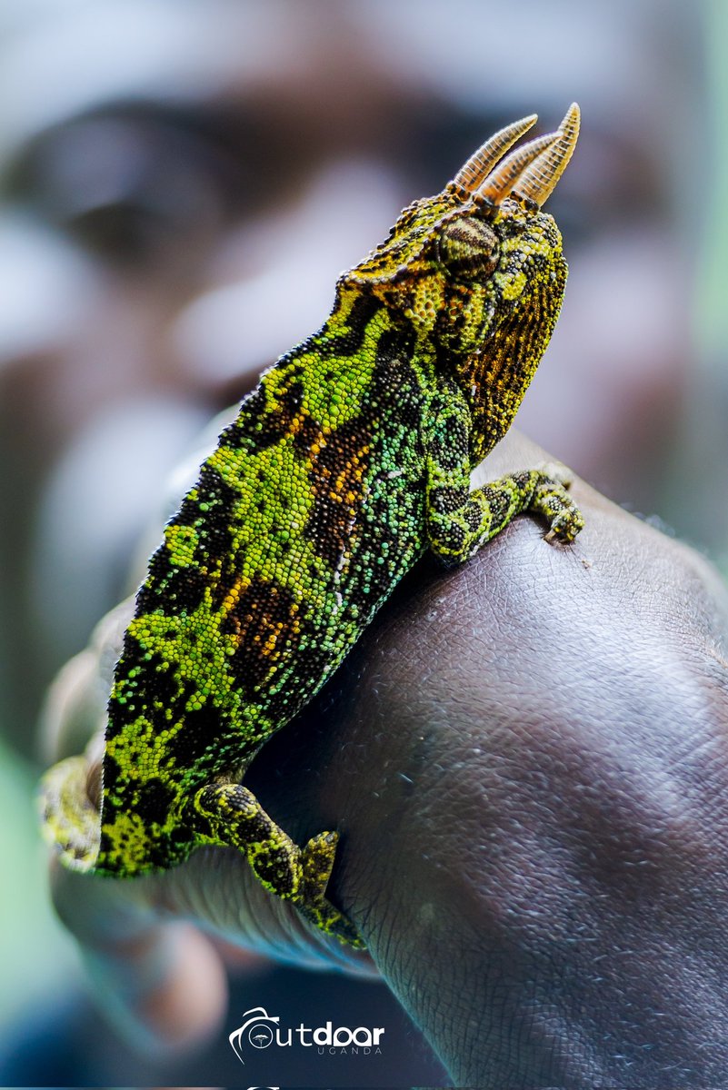 Three Horned Chameleon,  found on the Ruboni Hike Trail, next to Mt Rwenzori National Park. 
It's tongue is as long as its body length.

📌 MtRwenzori
#Ug9Days