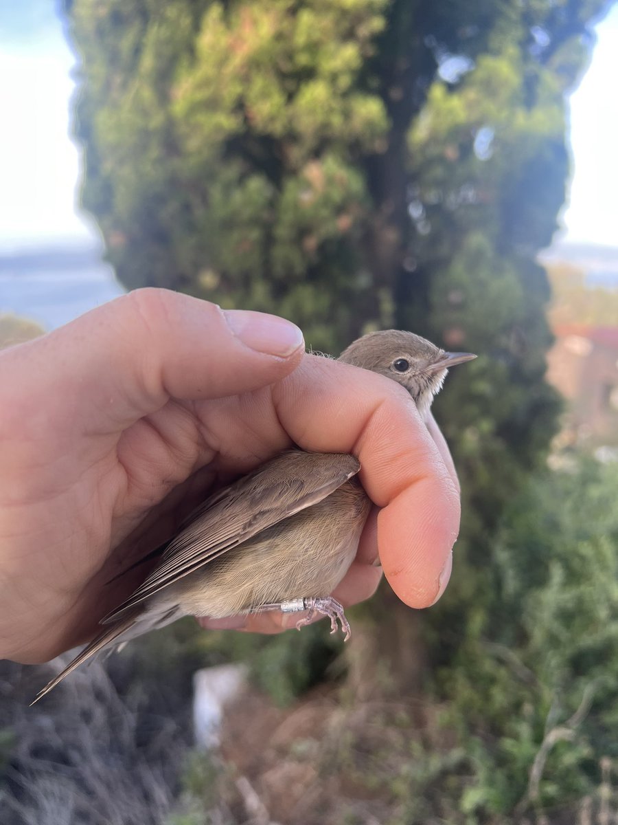 #mrmatt_ashman tweet media