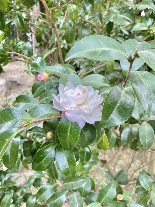 京都楽しかったです 