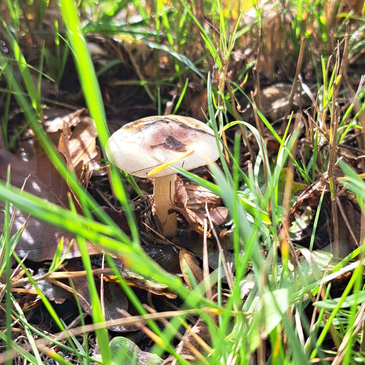 Weer echte (kinder😉) paddestoelen gespot🍄