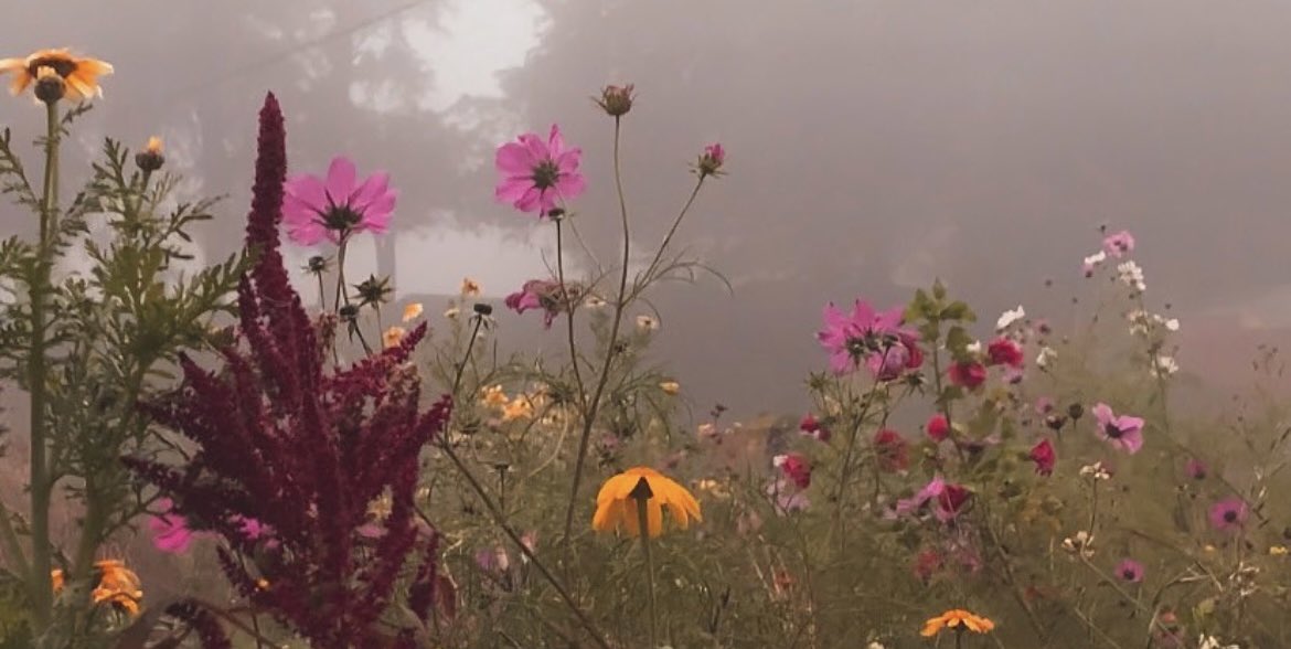 Summer flowers in Autumn mist