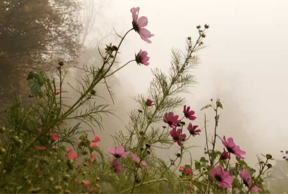 WaltzGarden's tweet photo. Summer flowers in Autumn mist https://t.co/Sx0t9vu1s7
