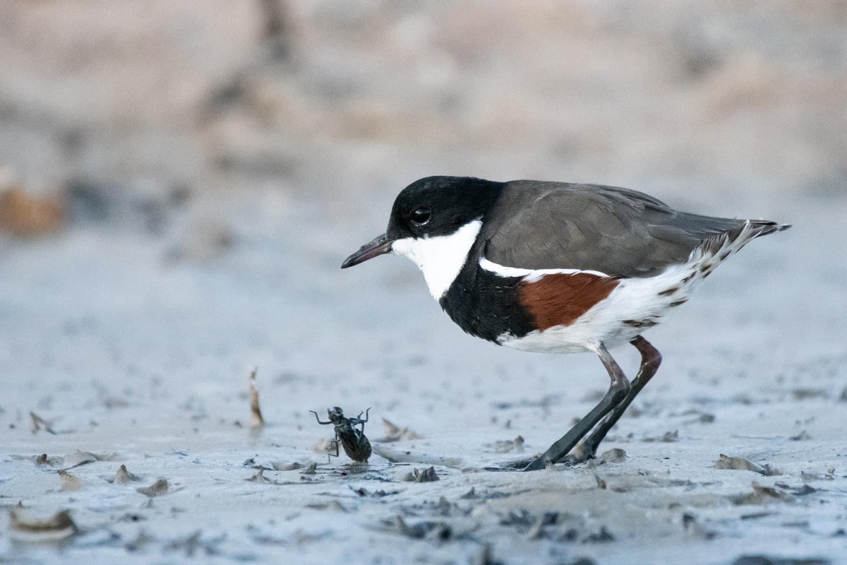 SigdenC's tweet photo. Red-kneed dotterel with bug in ditch at Lake Cargelligo #WildOz https://t.co/CRDMKzcYeU