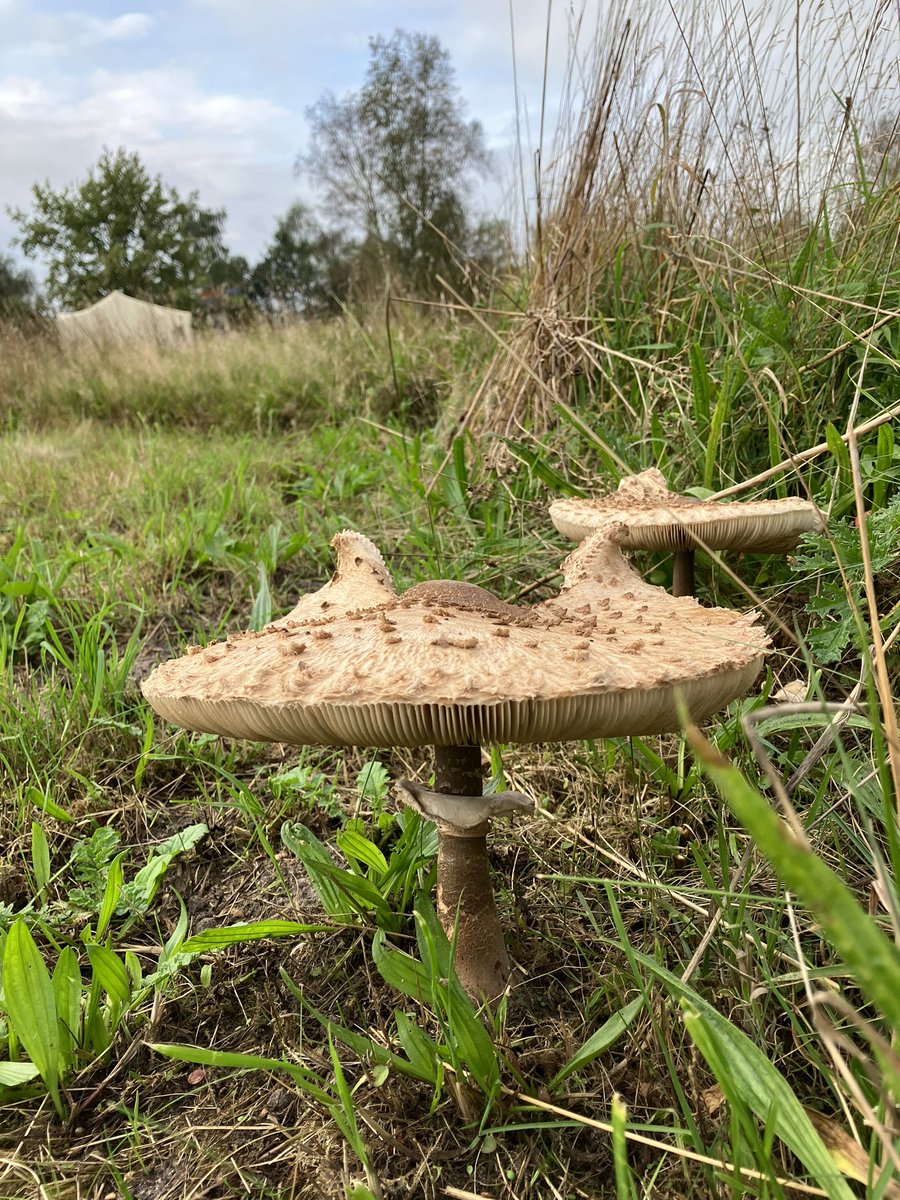Wil jij je inzetten voor de natuur? Dan is vrijwilligerswerk bij bezoekerscentrum Dwingelderveld misschien wel iets voor jou. Op 31 oktober hebben we een informatieavond. Zien we je dan? natuurmonumenten.nl/natuurgebieden…