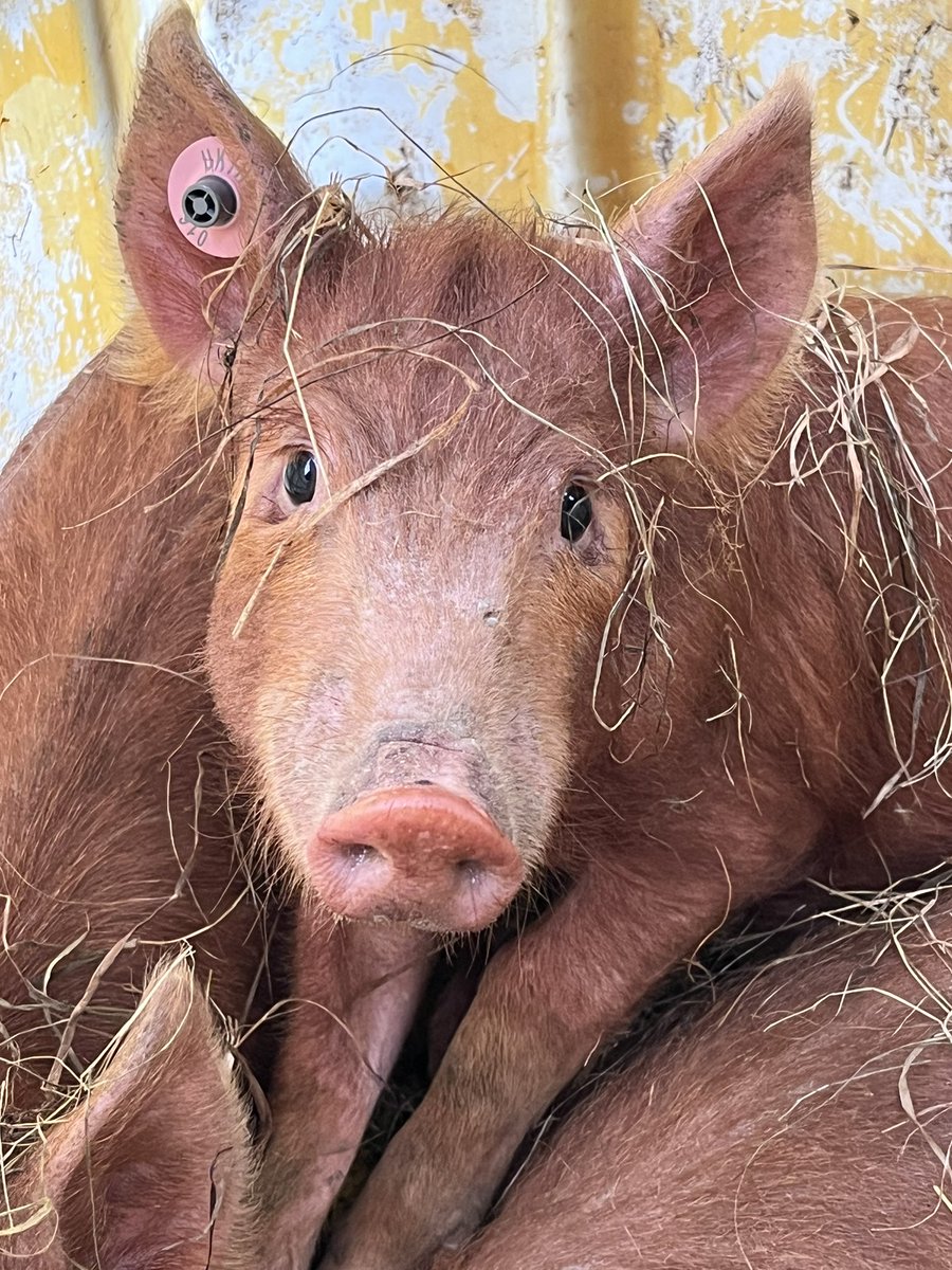 Gam Farm Rare Breeds tweet media