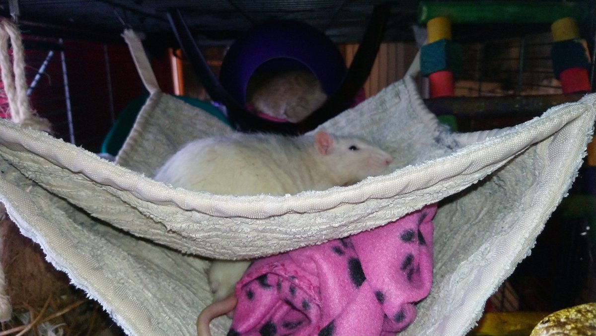 Furst humin-Dad take away spotty hammik, then he put smol brofurs in our house! Worst Hawkieday eber! I am hab a sulk now. - Hamilton