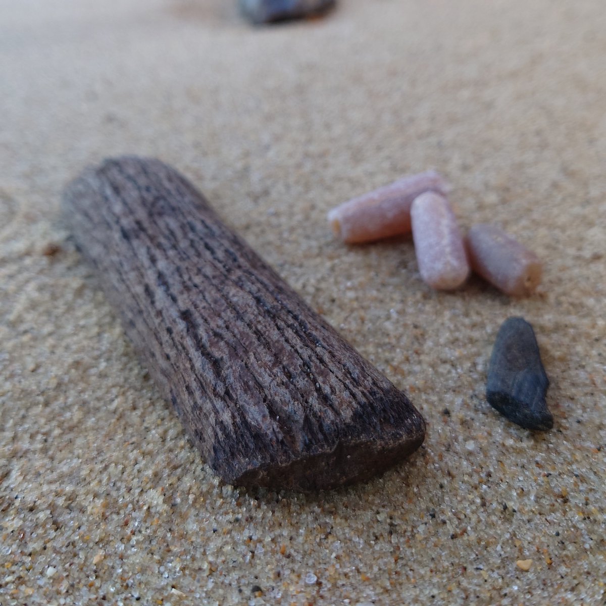 Not a bad #fossil hoard from our walk from #Cromer to West Runton, North #Norfolk yesterday. Some belemnites (𝘤. 80 million years old) and a small piece of wood and partial red deer antler beam from the Cromer Forest-bed Formation (𝘤. 500,000 to a million years old).