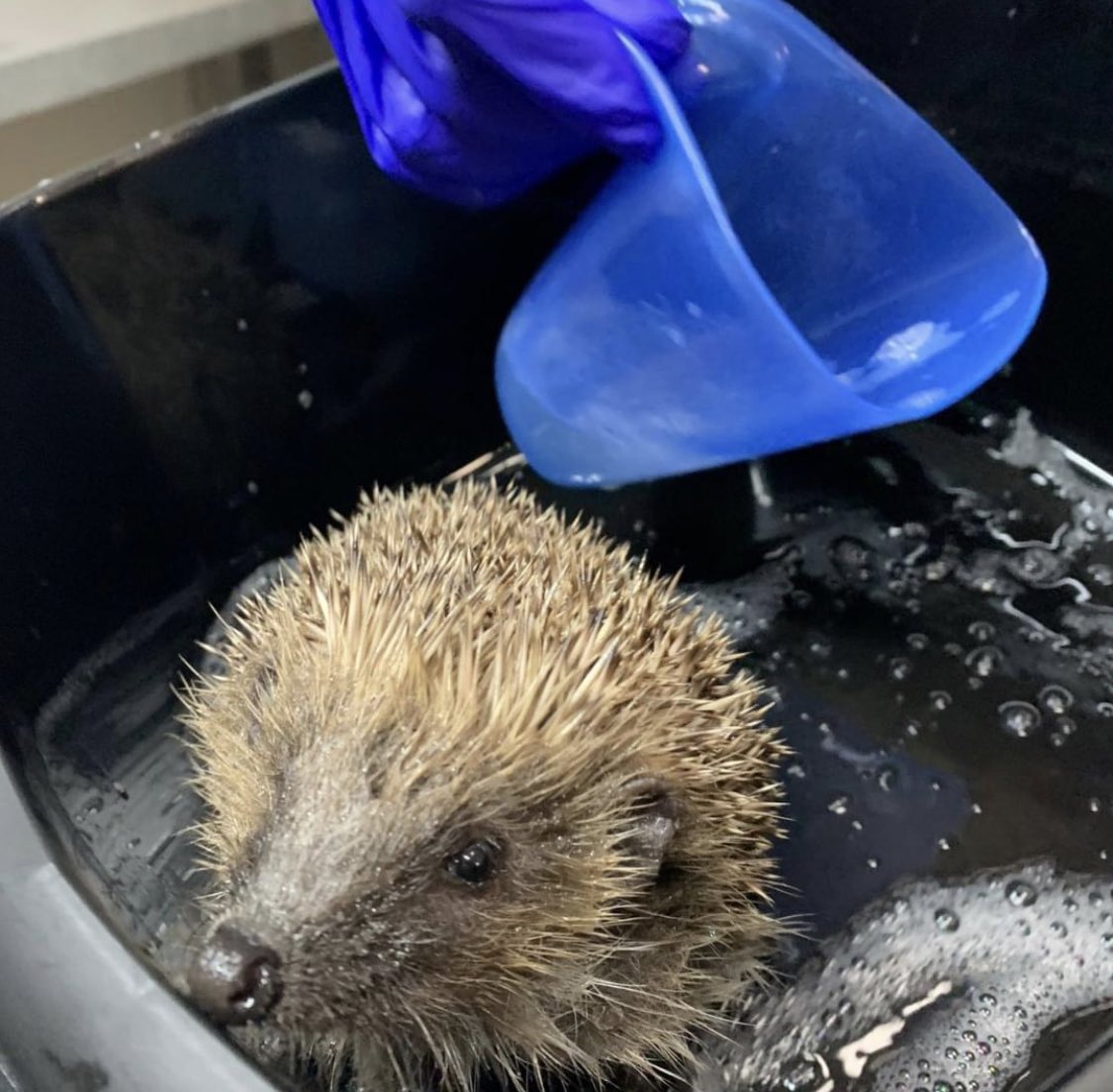 Tiny Squeaky is able to smile again after our lovely vet Sally wired her jaw back together . She's fully fit from that injury but not so sure she's smiling about the bath!!! Bless 'er wish her luck send her love or donate here to double your impact xxx
justgiving.com/page/eaglessno…