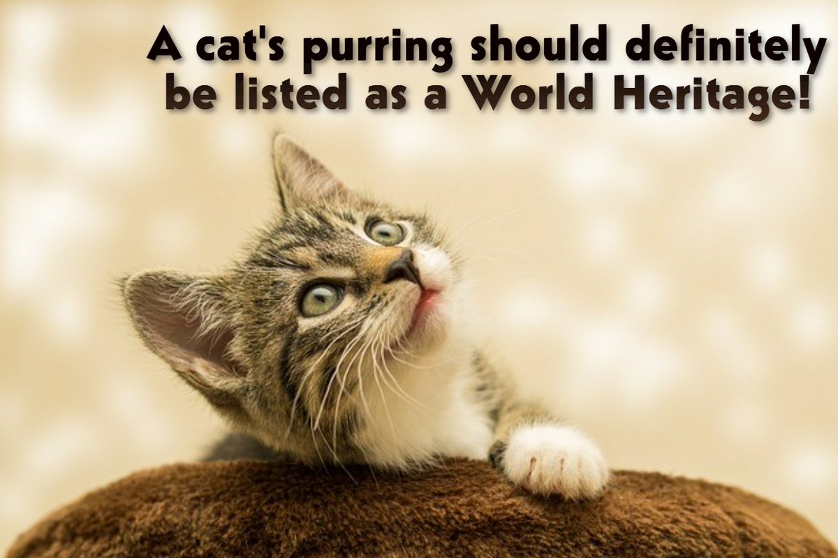 A cat's purring should definitely be listed as a World Heritage!😻Do you agree? 
#cats