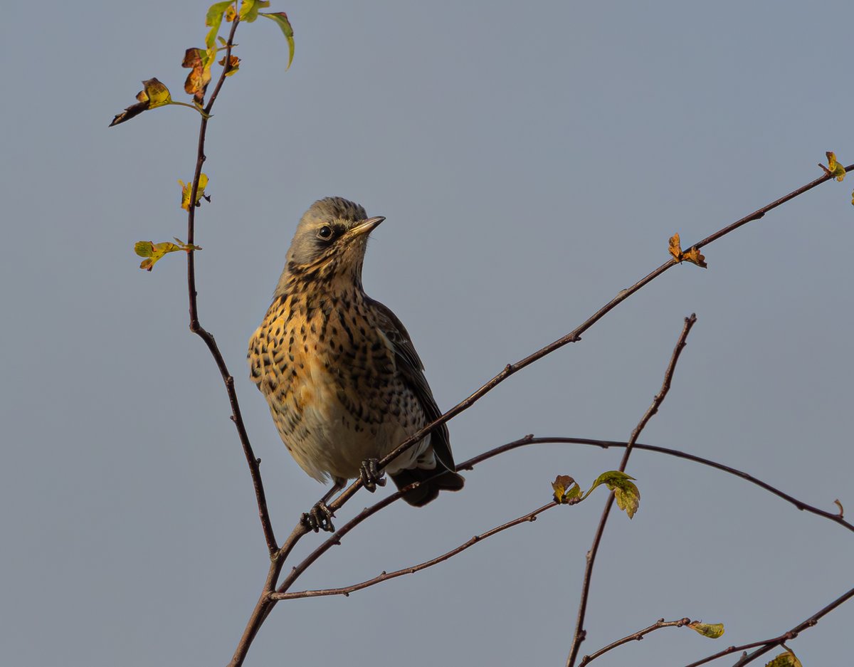 Fieldfare, South Alloa #fieldfare #thrush #wintervisitor <a href="/UpperForthBirds/">UpperForth Bird News</a>