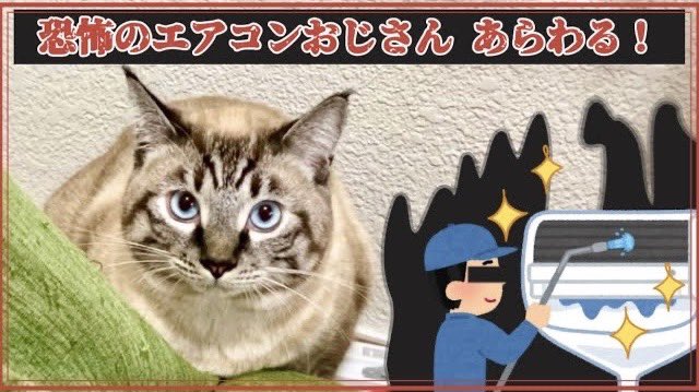 シャムトラ猫のふーちゃねる
新しい動画が上がりました🤲

お客さんが来た時のふーちゃんの様子です😊
びびってこそこそ動くところが可愛いです🥰
是非ご視聴ください🍀

#猫

【戦慄の来客？】野生の エアコンおじさん が とびだしてきた！
youtu.be/GNVNXHZvlrM