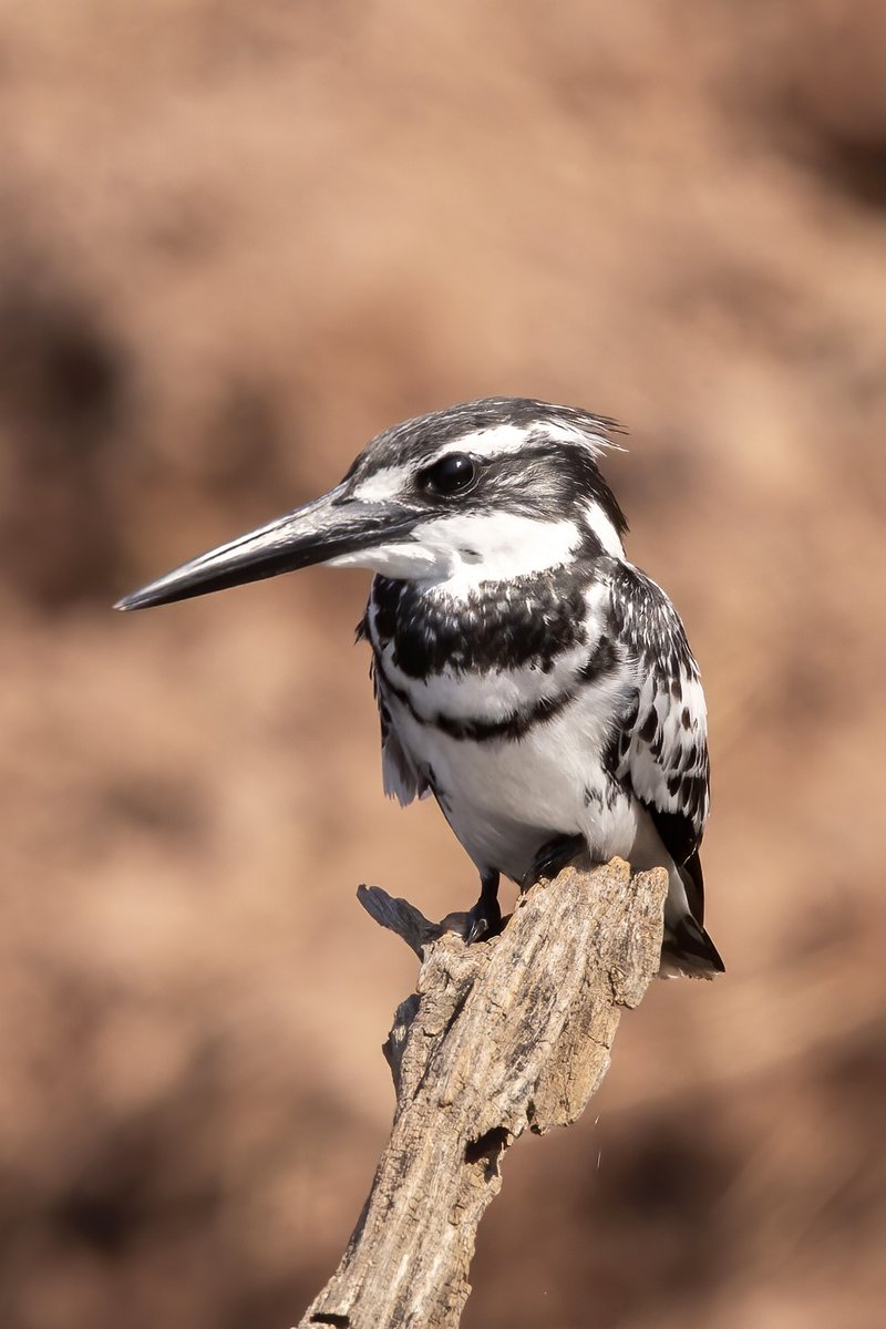 #PiedSunday #IndiAves Pied Kingfisher, Bandhavghar, India