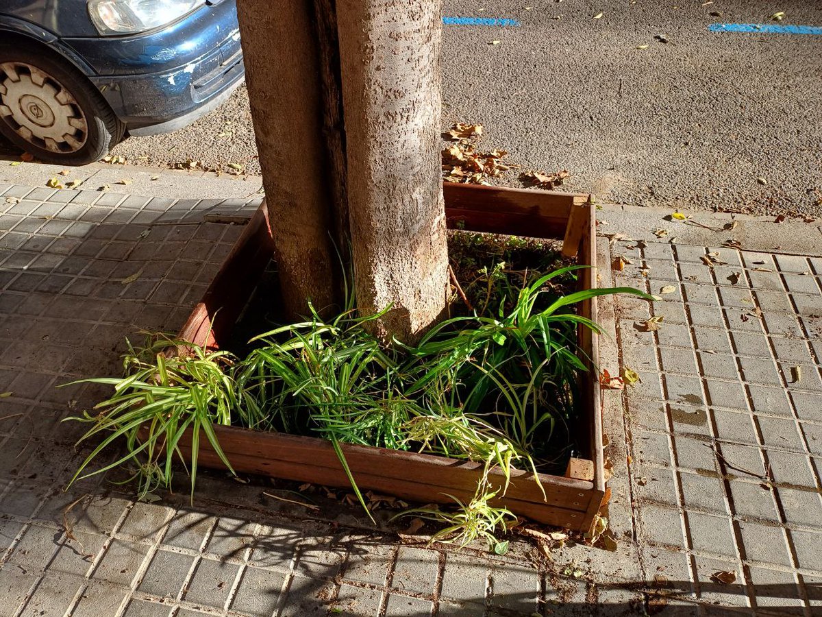 ivylot_'s tweet photo. Resistim, replantem 🌱✊🏽 @eskocells gràcies @rubioituduri ! #greencommando #greenkindergaten https://t.co/C0TOPft9f2