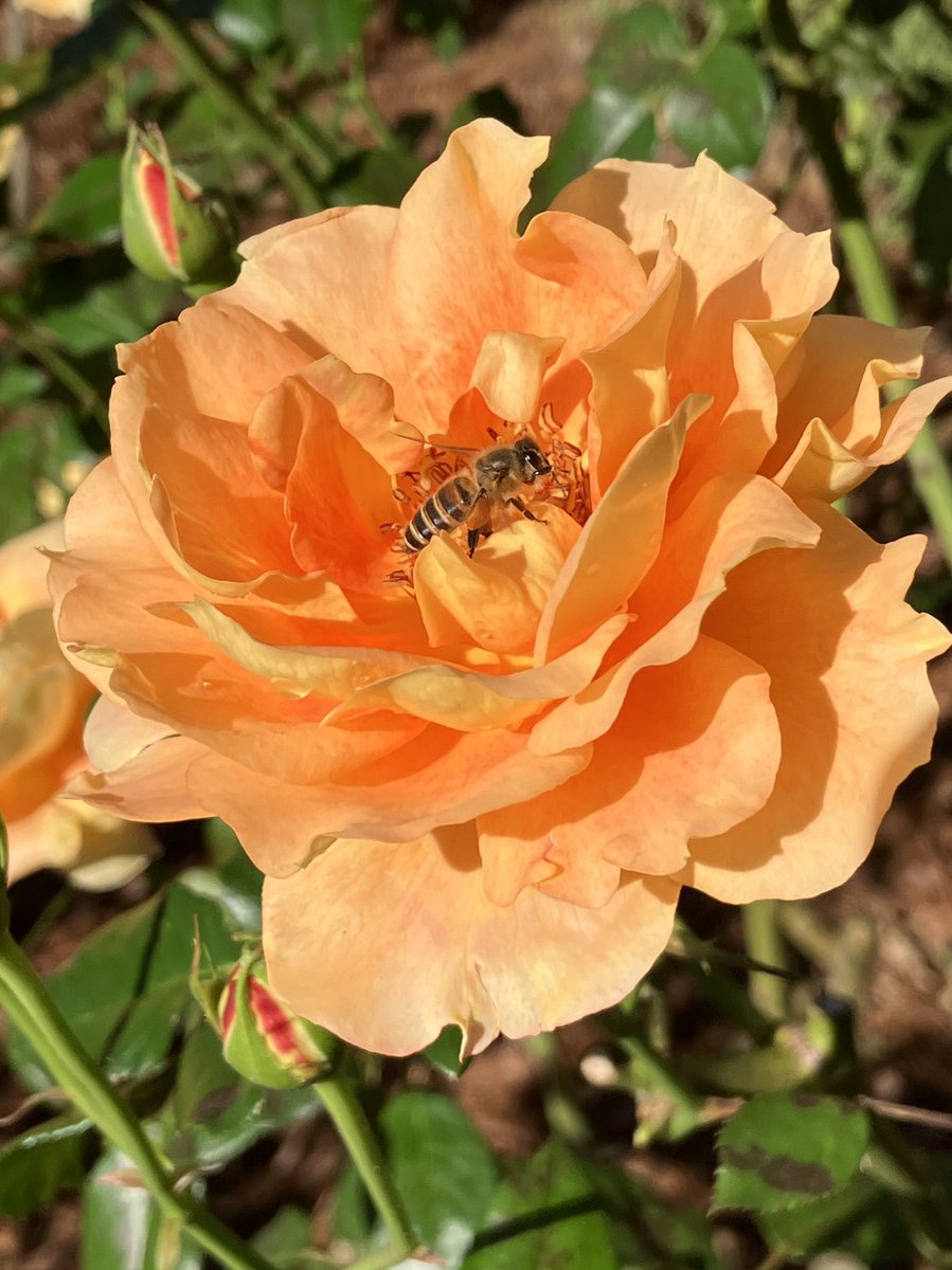 Standing at the crossroad
The traffic light was green
I took one step ahead

Next moment
it changed to yellow
There’s a long way to go
Should I go or return?

I’d be better to believe green
I go,
believing your guidance

Without you
I’d be a lonely traveler
in the vast universe