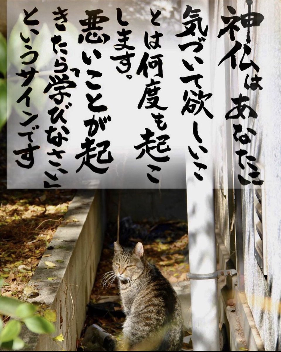 yabumoto610's tweet photo. ネコさんから人間さんへ今日の一言 https://t.co/BONA04hcAQ