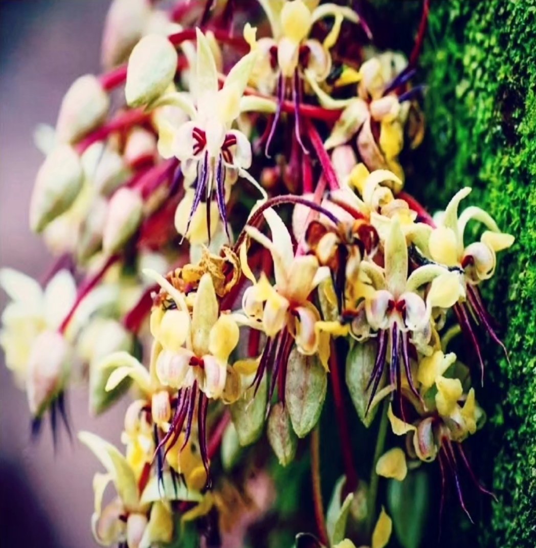 Next week, Vietnam 🇻🇳 arrives at Cacao Queen exclusive 100% Rare and valuable New Exclusive Cacao Menu! Choose a la cart 🫘🌎
A dream come true✨️And this is just the beginning of a beautiful partnership with different people and cultures around the world in the cacao industry