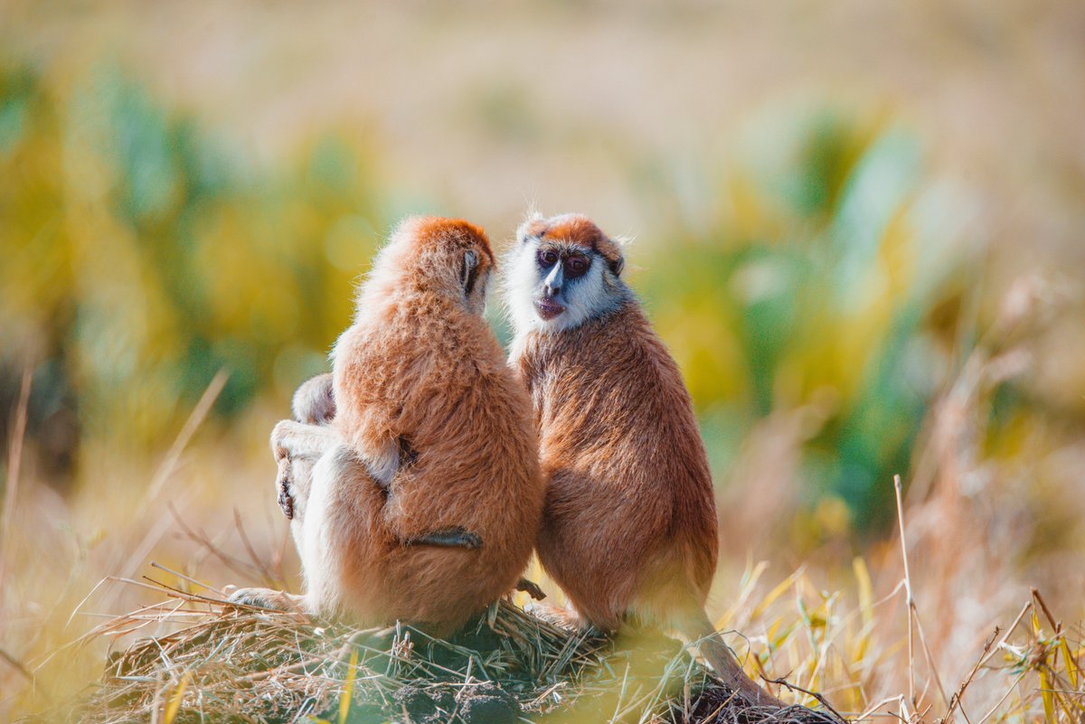 Patas Monkeys/ Savannah Monkeys are ground-dwelling monkeys and can commonly be sighted in Kidepo Valley National Park, Murchison Falls National park, and Piane Upe Game Reserve. Photographed from Kidepo Valley National Park.