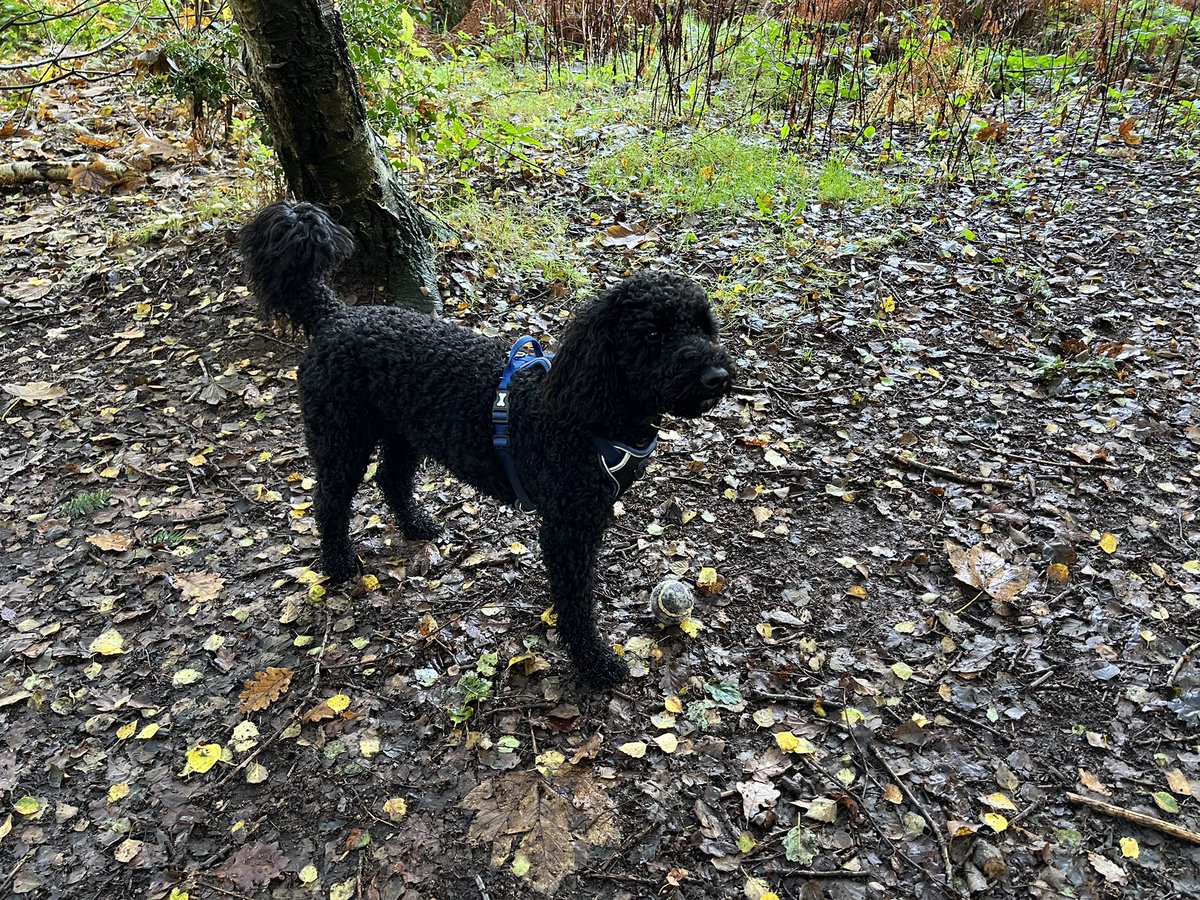 AniltailorT's tweet image. Lovely autumnal walk today at the Outwoods in Nanpantan.  Have a great day everyone #dogheaven #leicester 🐕‍🦺🌳❤️xx