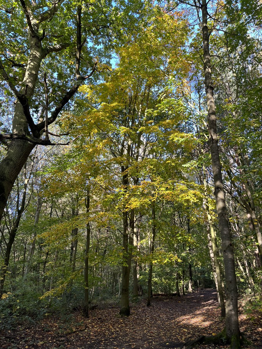 AniltailorT's tweet image. Lovely autumnal walk today at the Outwoods in Nanpantan.  Have a great day everyone #dogheaven #leicester 🐕‍🦺🌳❤️xx
