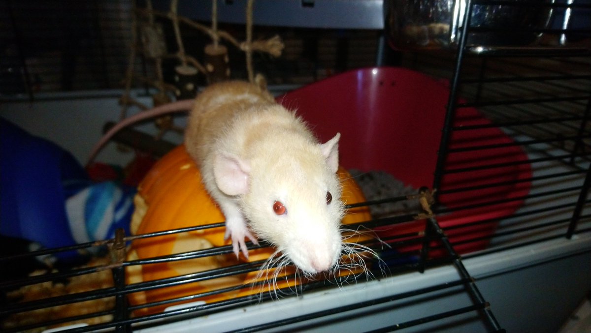 Goob morming Twinter. Mine whiskies. Are curly. - Professor Thaddeus