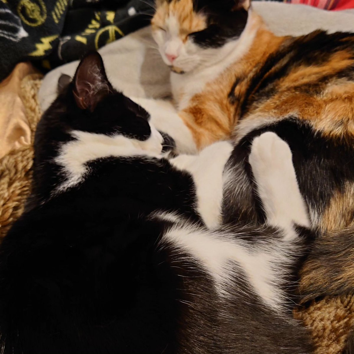 lethstewmark's tweet photo. Midnight &amp; Mystique. https://t.co/QxhnNR0AE4