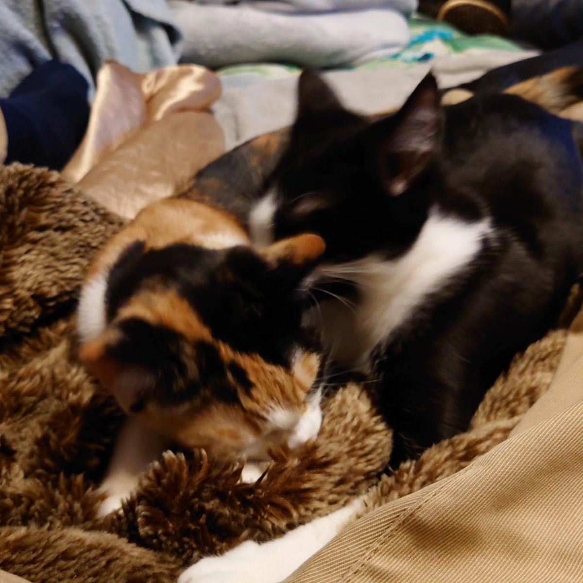 lethstewmark's tweet photo. Midnight &amp; Mystique. https://t.co/QxhnNR0AE4