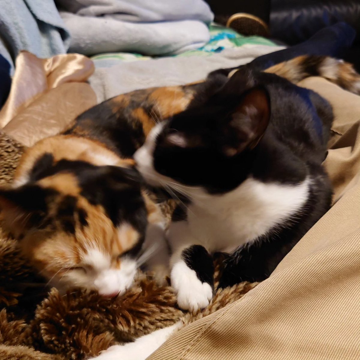lethstewmark's tweet photo. Midnight &amp; Mystique. https://t.co/QxhnNR0AE4