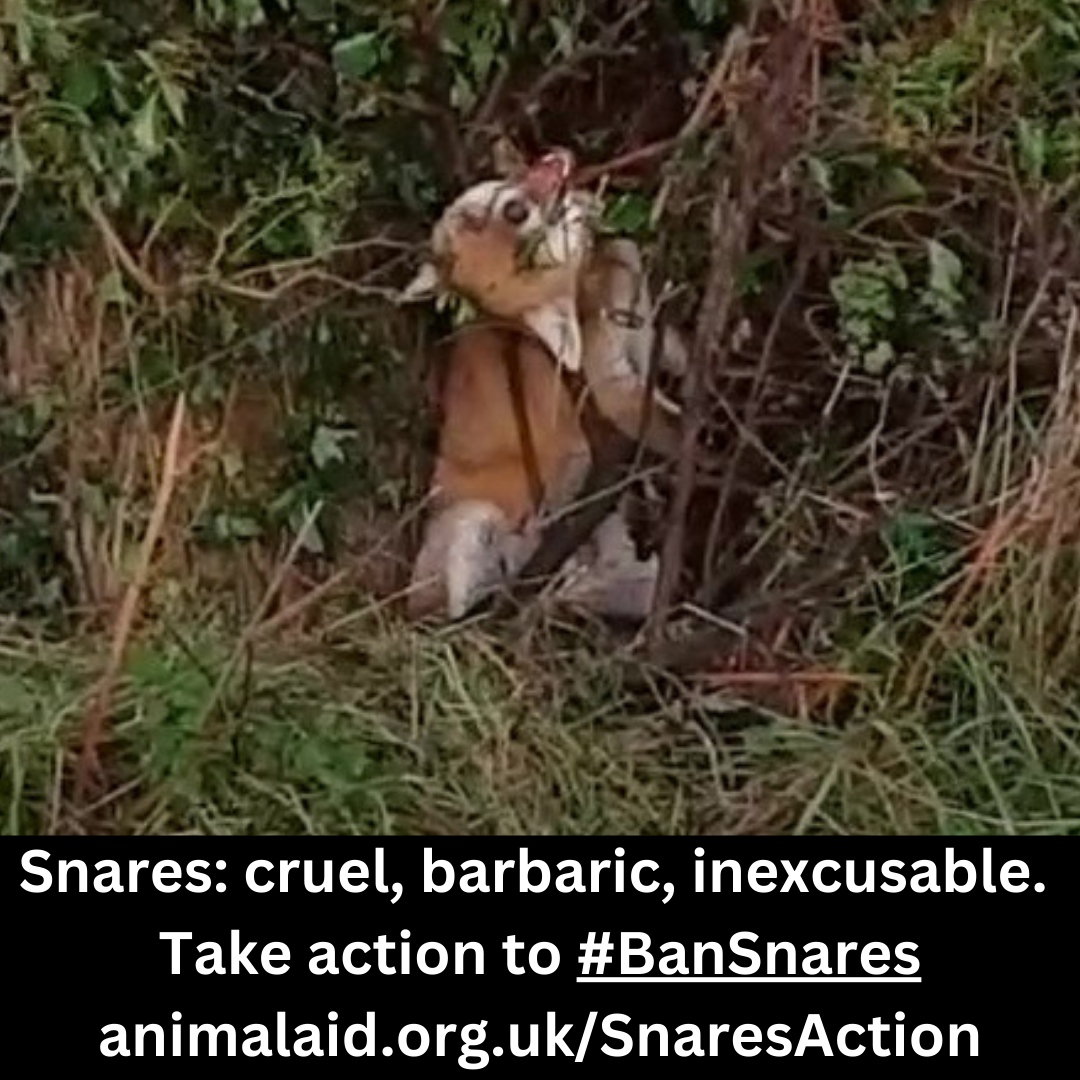 Animal Aid tweet media