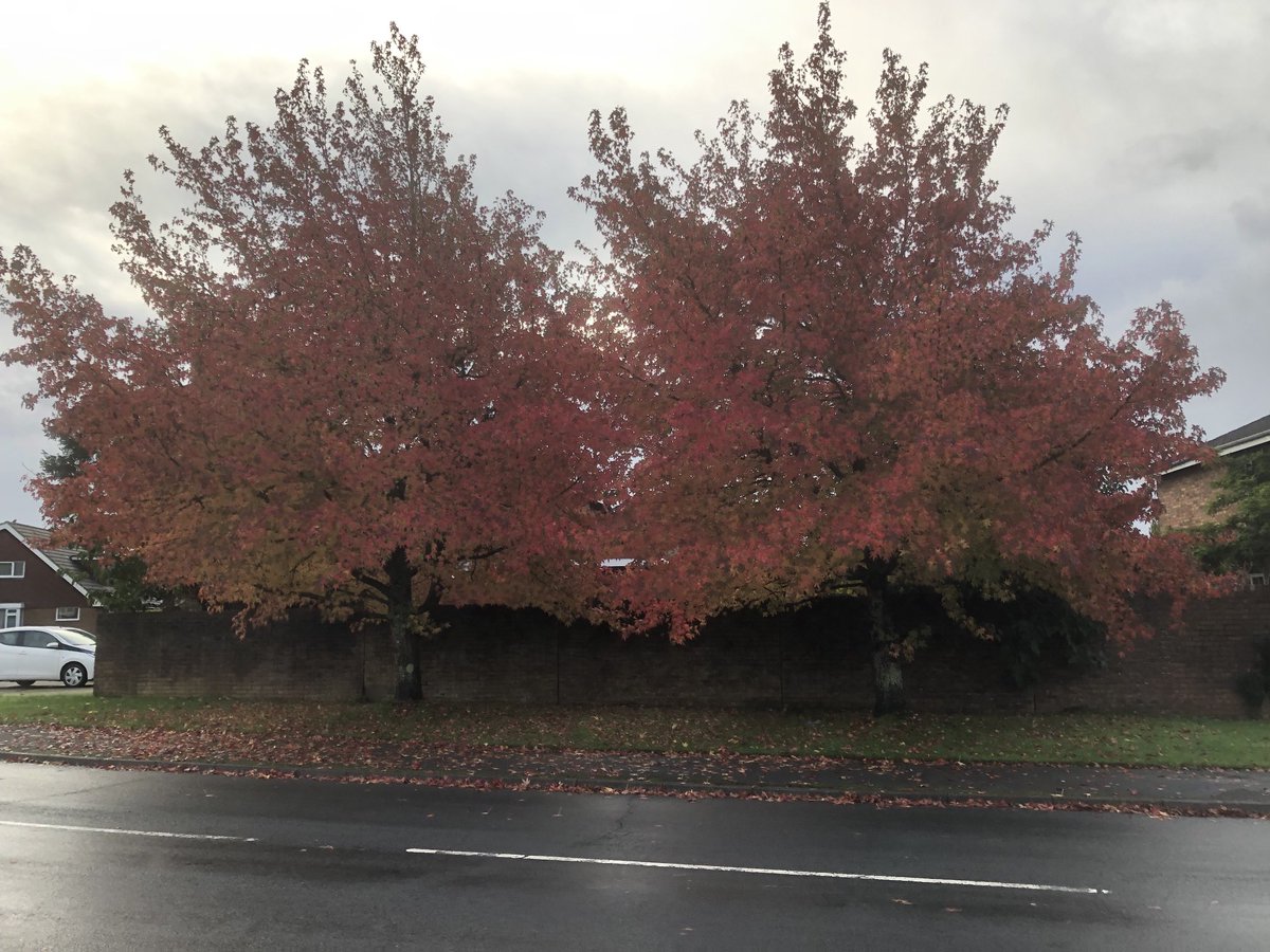 ⁦<a href="/campbellclaret/">ALASTAIR CAMPBELL</a>⁩ a couple of trees for you, from my run this morning
